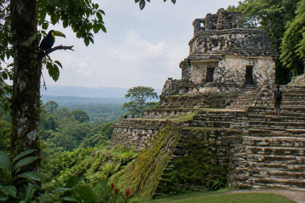 Ancient stone temple steps rising above a green rainforest canopy