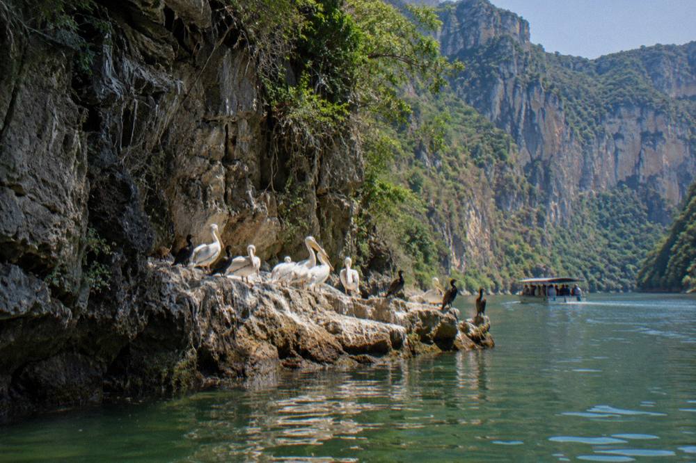 Pelicans and cormorants resting on a rock ledge beneath a canyon cliff