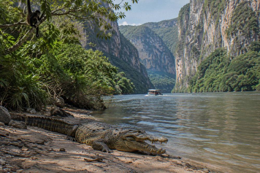 Overlook railing above a wide canyon with a river winding between steep forested cliffs