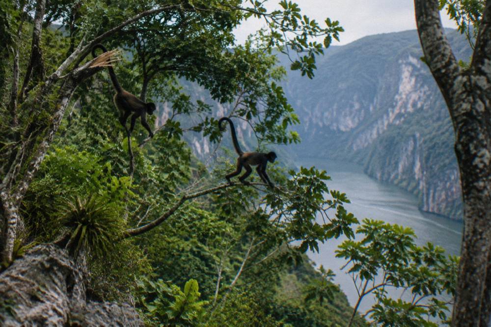 Dense green forest covering a steep canyon slope above the river